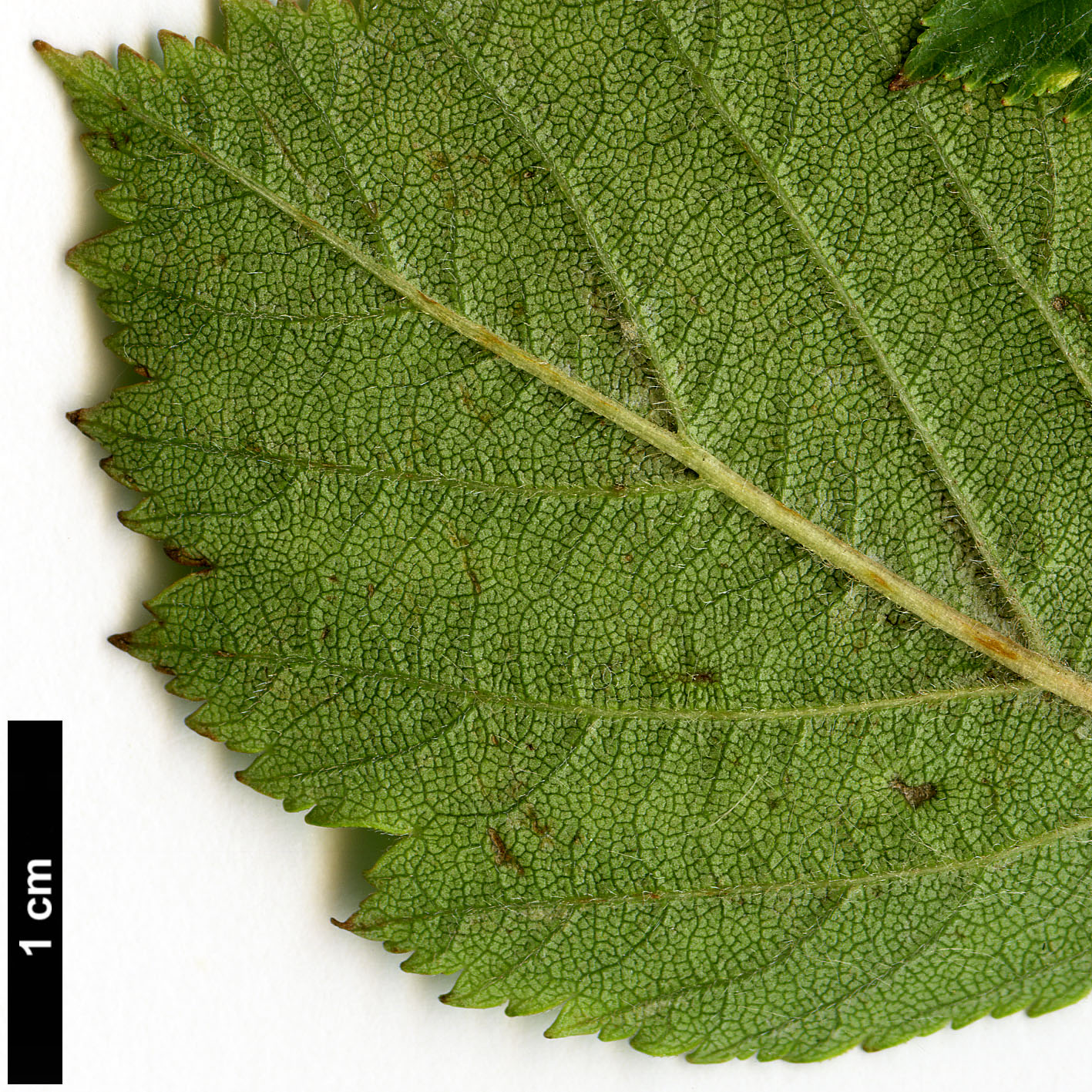 High resolution image: Family: Rosaceae - Genus: Crataegus - Taxon: succulenta